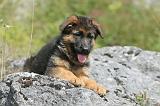 BERGER ALLEMAND 089